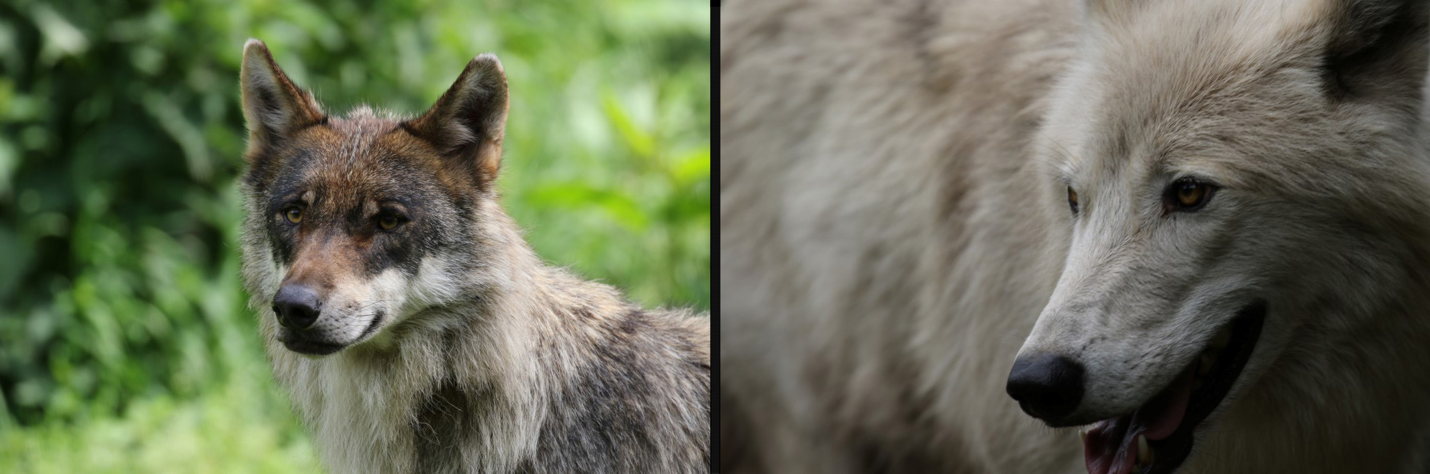Karpaten & Hudson Bay wolf