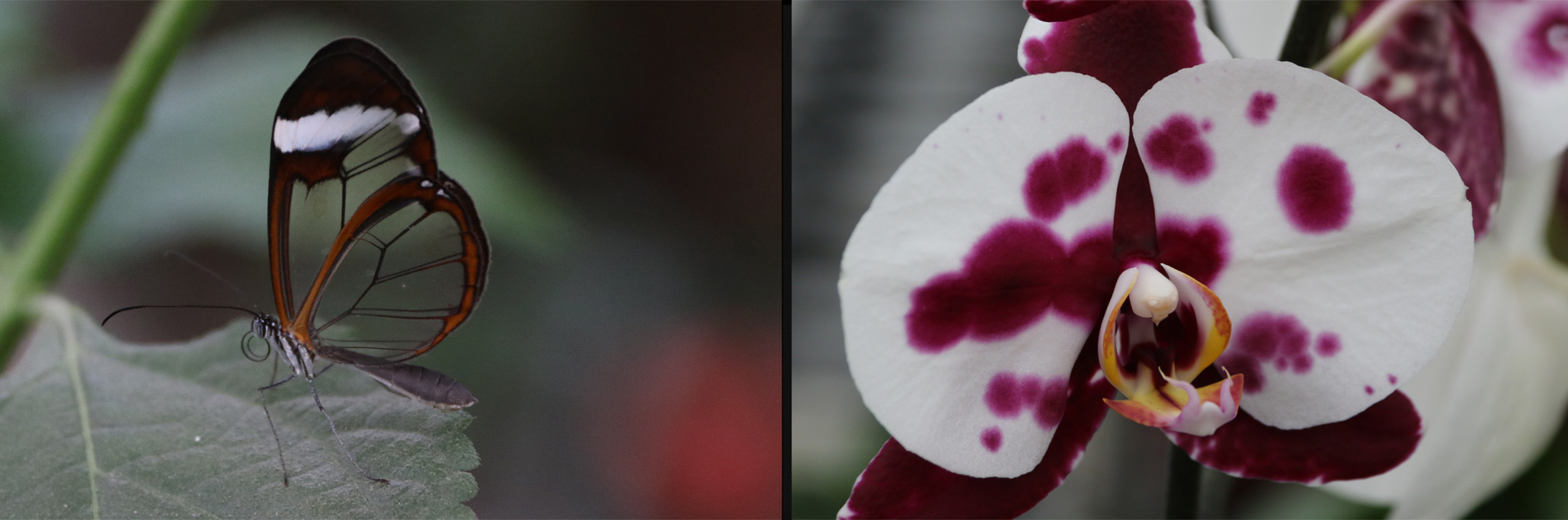 Glasvleugelvlinder - Orchidee in Pantropica
