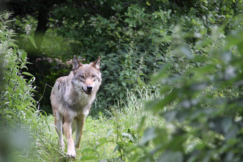 Kapaten wolf - Park Oikos (gesloten)