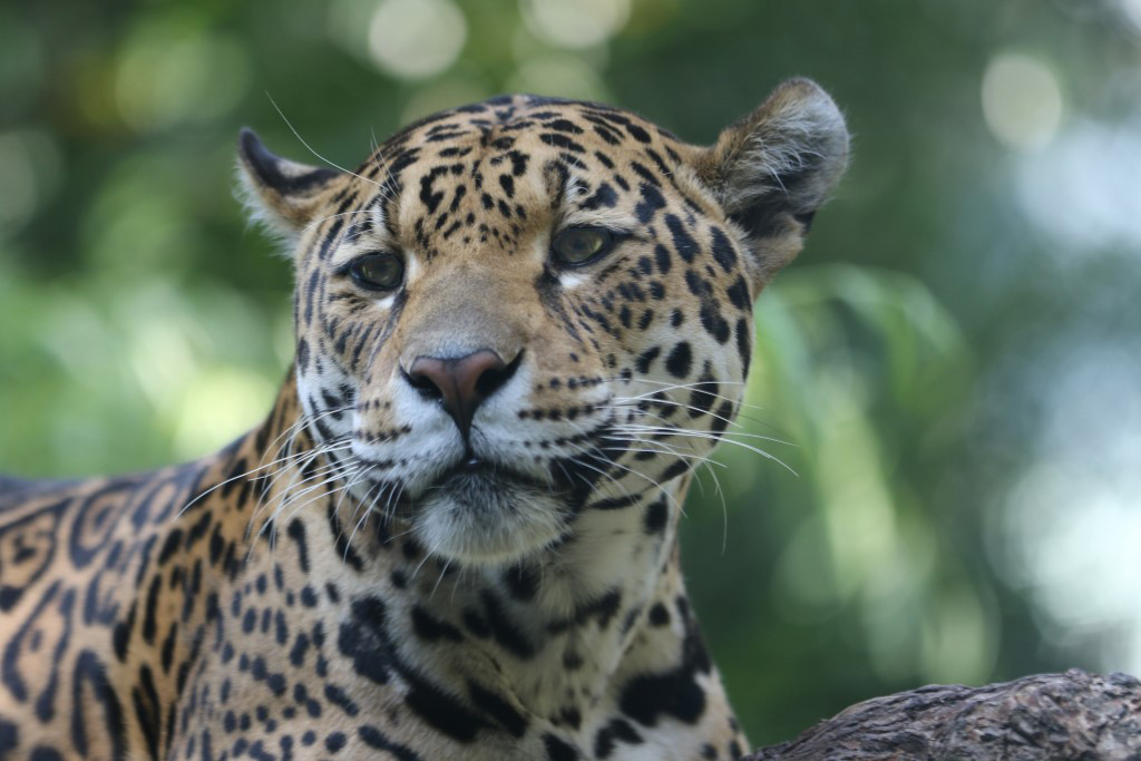 Jaguar - Dierenpark Emmen