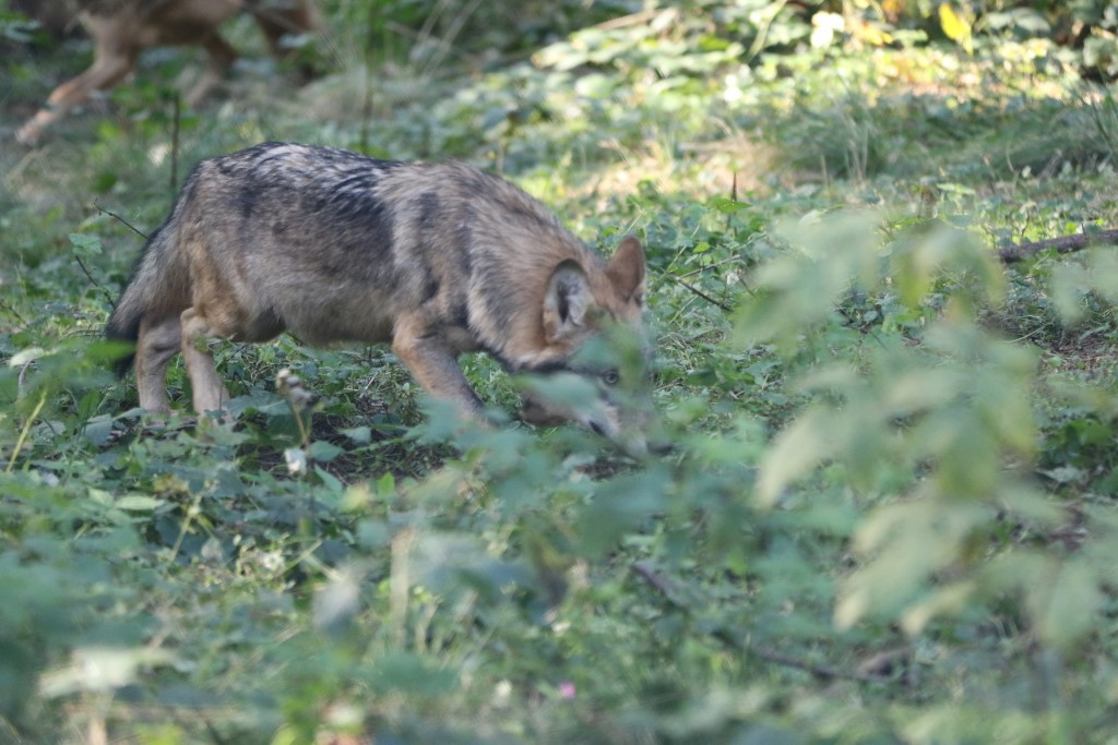 Basis workshop Fotografie - Wildlife
