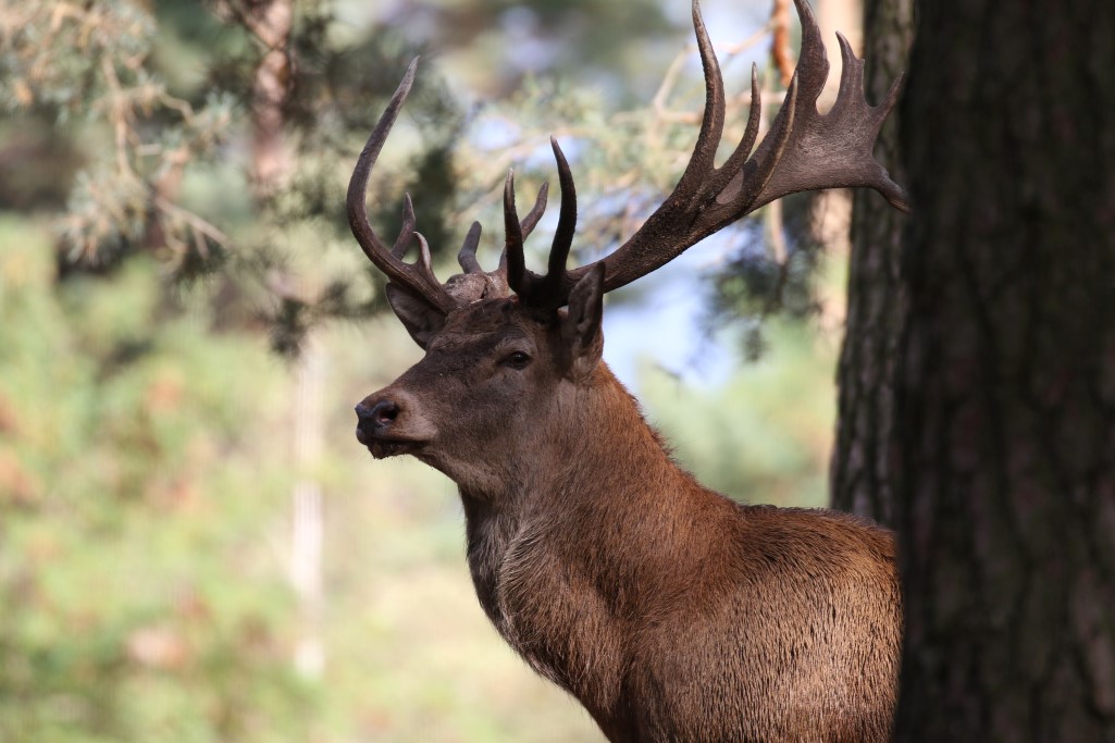 Workshop Fotografie - Wildlife - Camera settings