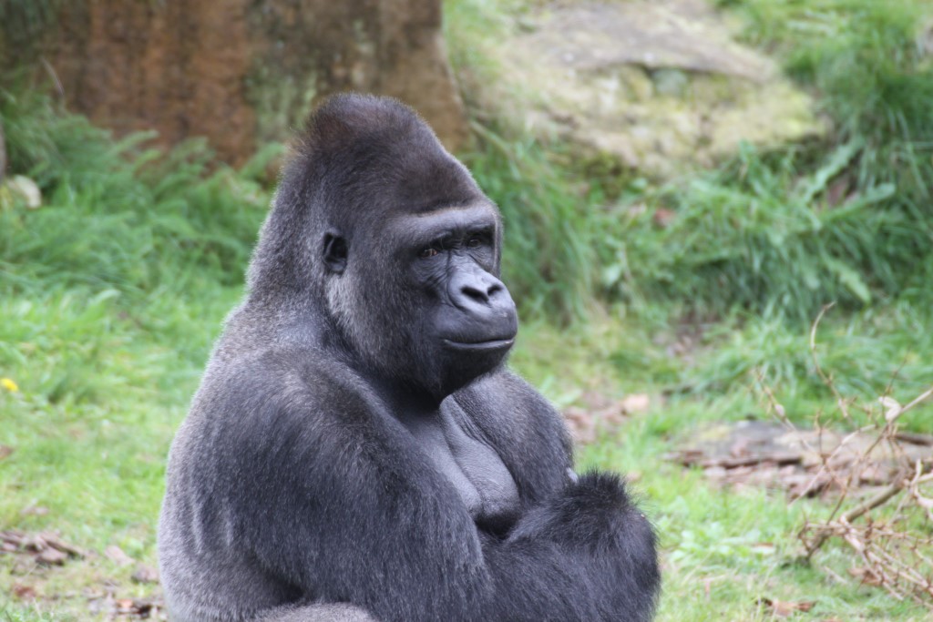 Silverback Gorrila - Apenheul
