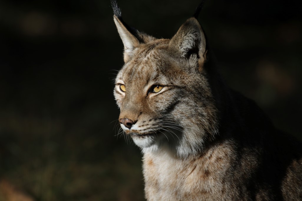 Workshop Fotografie - Wildlife - Camera settings