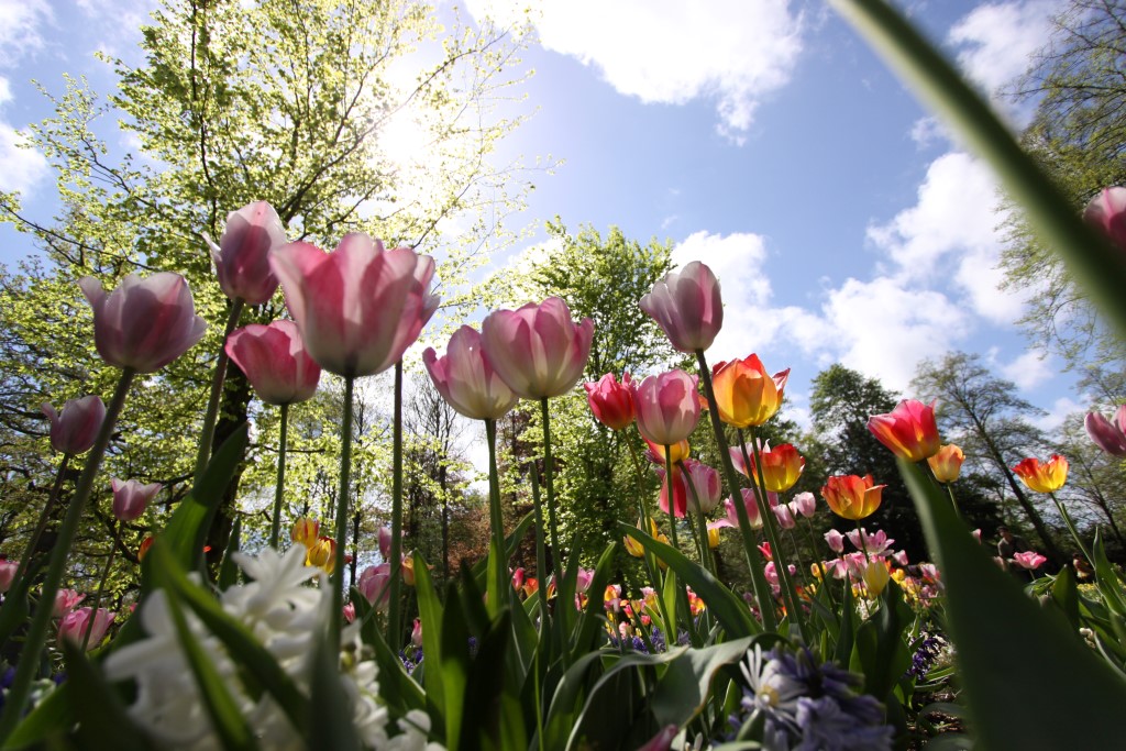 Tegenlicht foto met groothoek lens - Tulpen - De Keukenhof