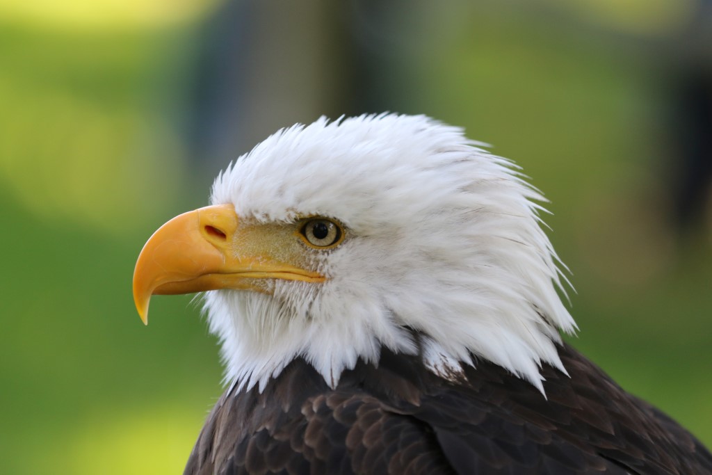 Fotografie workshop - Roofvogels