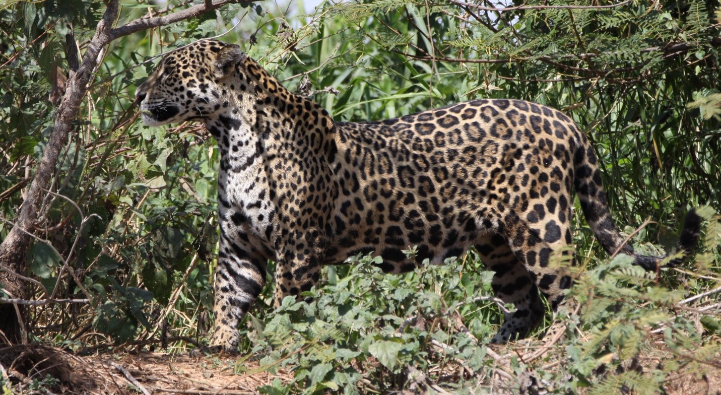 Jaguar - Pantal Brazilië - Wildlife Fotografiereizen