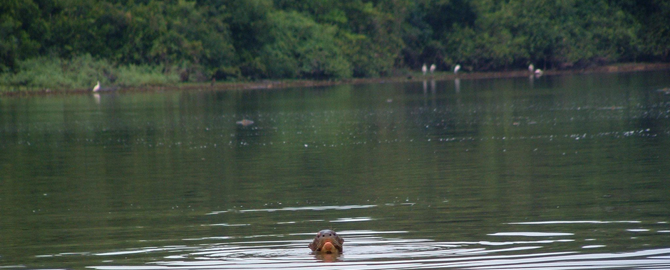 061